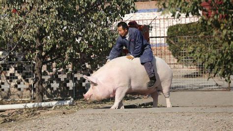 中国这位“骑猪”大爷，每天骑猪出门，曾有人花10万买他的猪！_新浪新闻