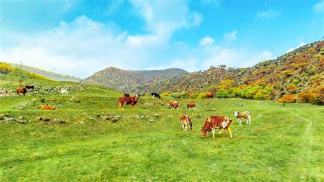 草原上水边放牧的牛群远景高清图片下载-正版图片305181130-摄图网