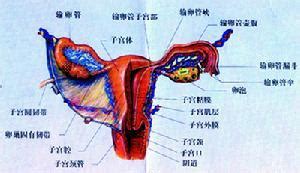 10 卵巢囊肿-特种医学-医学
