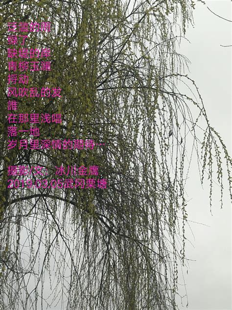 有关柳树的现代诗歌,自编柳树的现代诗,关于柳树的现代诗_大山谷图库