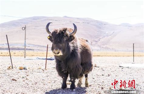 西藏拉萨地理标志产品助力民众增收致富_荔枝网新闻
