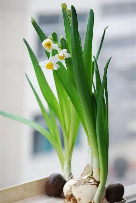 水仙花种球水培，学会5个养殖技巧，长得壮开花艳