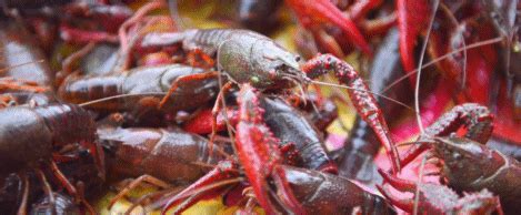 鲜活小龙虾、鲜活水产品养殖、小龙虾养殖种苗、虾种-阿里巴巴