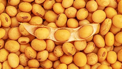 2022年9月大豆市场供需及价格走势预测分析：国际大豆价格上涨-中商情报网