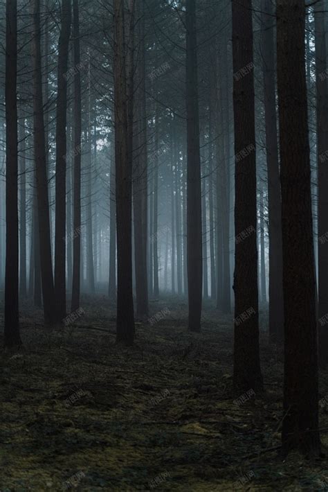 神秘黑暗森林惊悚 创意素材