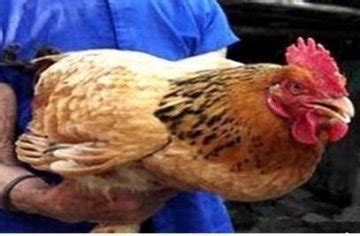 苏北土鸡农村农家散养草鸡两年老母鸡以上走地鸡