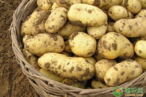 买土豆时别只会挑大小，分清“面土豆和脆土豆”，选对土豆，做菜才会更香_品种