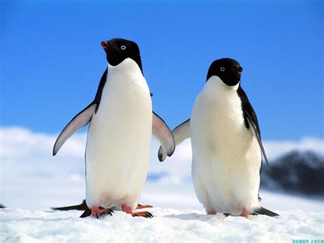 企鹅pingu表情包合集图片可爱来袭_配图网