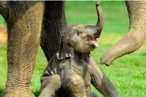 陆地上第一巨兽，大象小时候也那么萌|大象|小象|虫害_新浪新闻