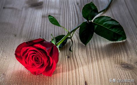 一朵玫瑰花代表什么意思 送玫瑰花的这些讲究_百科知识_学堂_齐家网