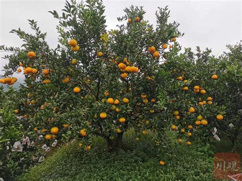 四川丹棱：特色柑橘节引客商-人民图片网
