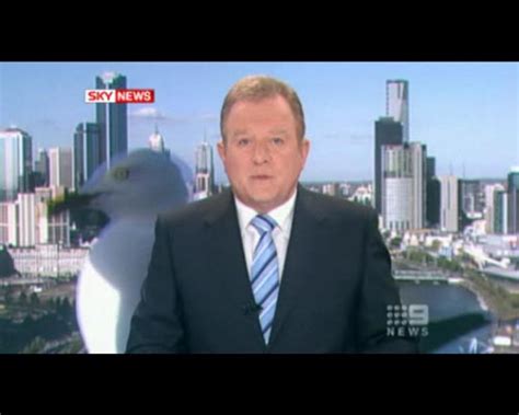 澳大利亚电视新闻直播海鸥抢镜(组图)_新闻中心_新浪网