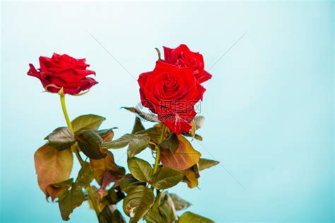 盛开的红玫瑰花美丽束象征着蓝色的爱高清图片下载-正版图片304082569-摄图网