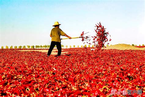 铆足干劲 开局争先——看甘肃农垦集团如何实现一季度“开门红” - 经济动态 - 甘肃经济信息网欢迎您！