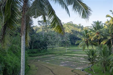 叶子经过包围印度尼西亚棕榈树环绕的稻田一幅概览高清图片下载-正版图片307831929-摄图网