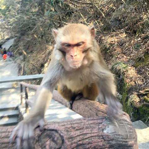 山上的猴子高清图片下载_红动中国