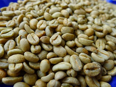 曼特宁咖啡豆 新产季黄金曼特宁品种是罗布斯塔咖啡吗 中国咖啡网