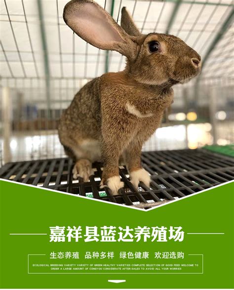 四川兔子养殖_家兔-种兔养殖-四川省融蔚农业科技有限公司