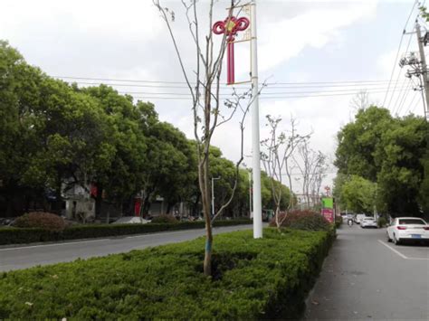 实施绿化提升改造 努力提升城市“颜值”_滁州市林业局