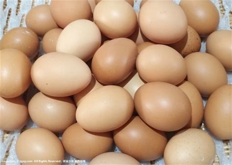 鸡蛋价格跌幅有限_市场分析_农业之友