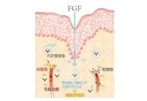 表皮EGF生长因子—重量级生长因子