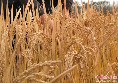 小麦哪些品种矮杆高产大穗？ - 惠农网