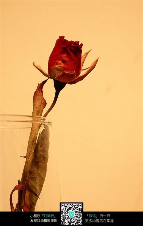 一束即将枯萎的玫瑰花图片免费下载_红动中国