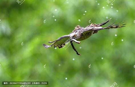 雨中叼蛇的褐冠鹃隼,鸟类,动物摄影,摄影素材,汇图网www.huitu.com