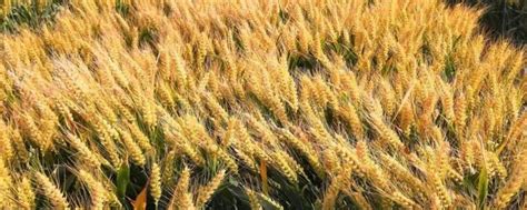 全市33.2万亩小麦开始收割 夏粮喜获丰收
