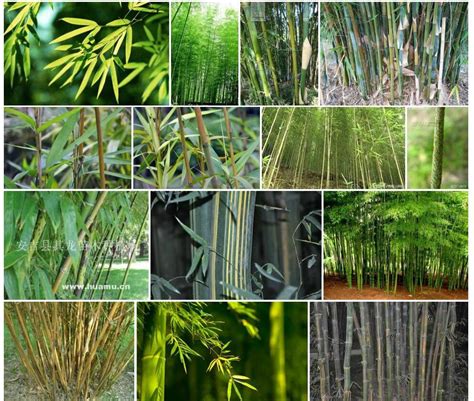 竹灵消-神农架植物-图片