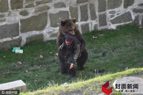 八达岭动物园熊扒车窗 距老虎咬人事件整一年(含视频)_手机新浪网