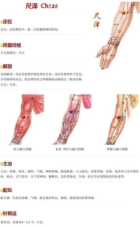 手太阴肺经经络图图片 手太阴肺经经络图图片