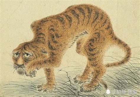 老虎和猫绘本,小猫,vs(第2页)_大山谷图库