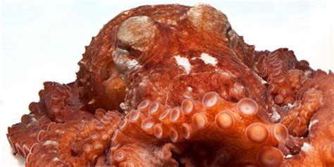 海洋里的章鱼高清图片下载-正版图片600035878-摄图网