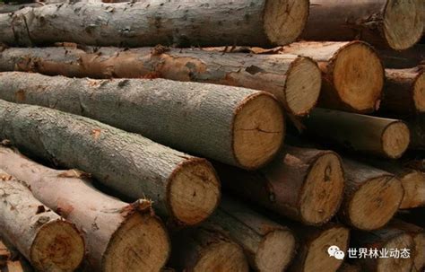 【木业全知道】进口木材主要有哪些渠道？-中国木业网