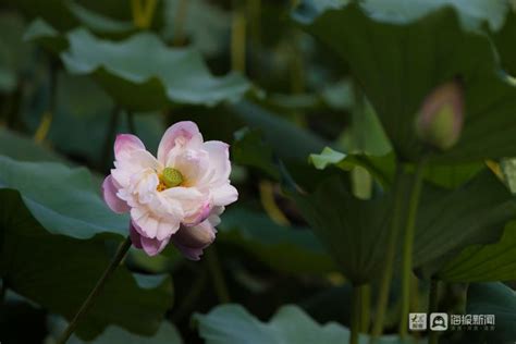 大明湖发现第二株并蒂莲，景区专人24小时“护花”