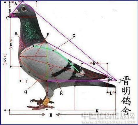 研究鸽子的身体结构-中国信鸽信息网相册