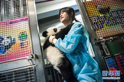 为什么熊猫不咬饲养员,饲养员不怕熊猫咬到吗,熊猫基地谭爷爷_大山谷图库