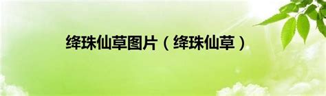 绛珠草图片