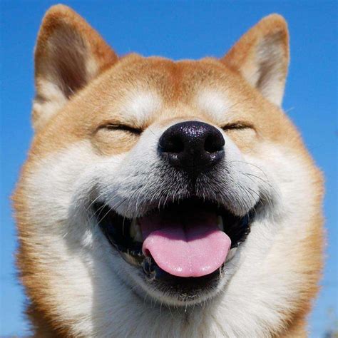微笑狗头像图片