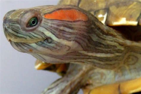 科学解析：为什么乌龟是自然界的长寿之星？ - 知乎