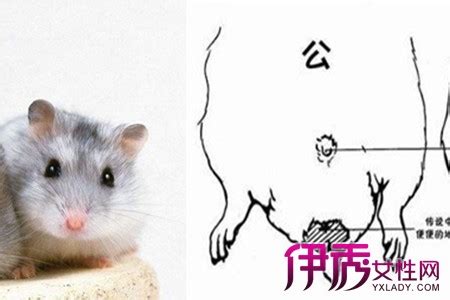 仓鼠公母区分图片