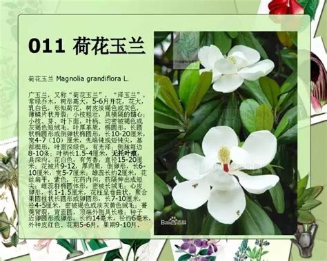花卉植物介绍PPT模板下载_编号qpxremng_熊猫办公