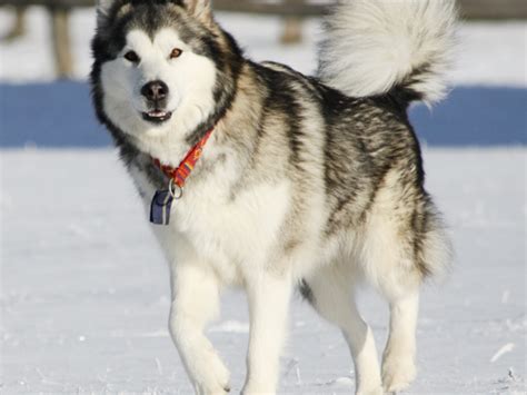阿拉斯加雪橇犬_阿拉斯加犬,阿拉斯加,马拉缪犬