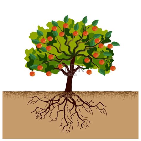 长着果实和树根的大苹果树插画图片素材_ID:375627983-Veer图库