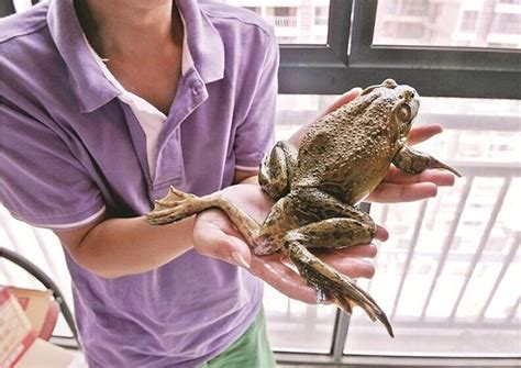 武汉菜场商户明目张胆卖野生青蛙，贩卖养殖青蛙犯法吗？ - 知乎