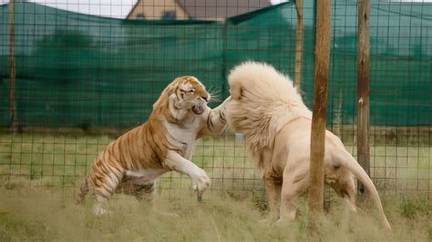 狮子VS老虎！野生动物攻击锦集