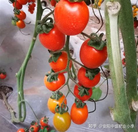 用数据说明番茄品种的优劣——介绍5种适合大棚种植的番茄_蔬菜园地_寿光市九合农业发展有限公司