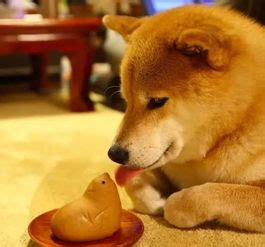 柴犬北登图片