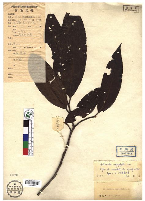 细锯齿杨桐-国家植物标本馆(PE)模式标本集-图片